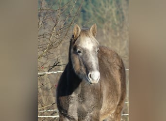 American Quarter Horse, Ogier, 1 Rok, 150 cm