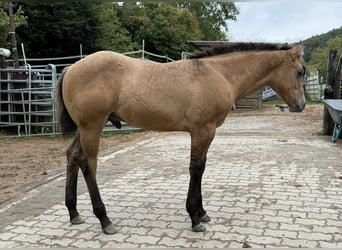 American Quarter Horse, Ogier, 1 Rok, 150 cm