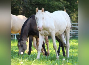 American Quarter Horse, Ogier, 1 Rok, 150 cm, Szampańska