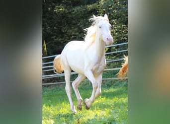American Quarter Horse, Ogier, 1 Rok, 150 cm, Szampańska
