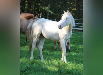 American Quarter Horse, Ogier, 1 Rok, 150 cm, Szampańska