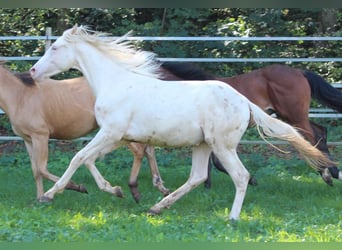 American Quarter Horse, Ogier, 1 Rok, 150 cm, Szampańska