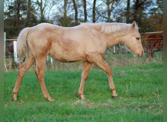 American Quarter Horse, Ogier, 1 Rok, 151 cm, Izabelowata