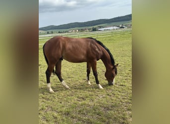 American Quarter Horse, Ogier, 1 Rok, 152 cm, Gniada