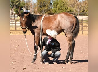 American Quarter Horse, Ogier, 1 Rok, 152 cm, Gniadodereszowata