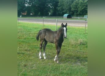 American Quarter Horse, Ogier, 1 Rok, 152 cm, Kara