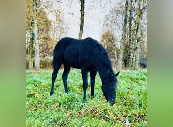 American Quarter Horse, Ogier, 1 Rok, 152 cm, Kara