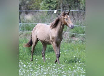 American Quarter Horse, Ogier, 1 Rok, 152 cm, Szampańska