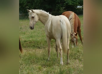 American Quarter Horse, Ogier, 1 Rok, 153 cm, Izabelowata