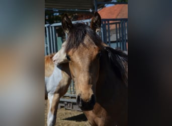 American Quarter Horse, Ogier, 1 Rok, 153 cm, Jelenia