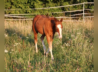 American Quarter Horse, Ogier, 1 Rok, 153 cm, Kasztanowata