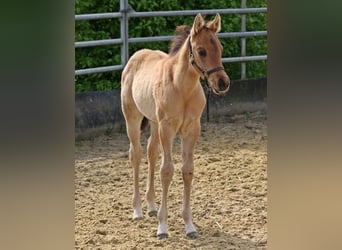 American Quarter Horse, Ogier, 1 Rok, 154 cm, Bułana