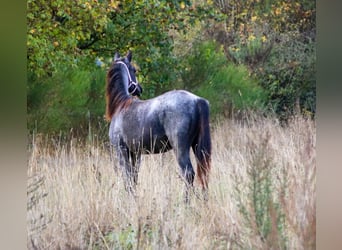 American Quarter Horse, Ogier, 1 Rok, 154 cm, Karodereszowata