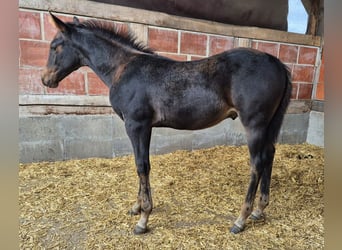 American Quarter Horse, Ogier, 1 Rok, 154 cm, Skarogniada