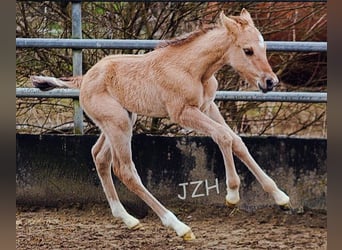 American Quarter Horse, Ogier, 1 Rok, 155 cm, Bułana