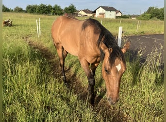 American Quarter Horse, Ogier, 1 Rok, 155 cm, Formy Brown Falb