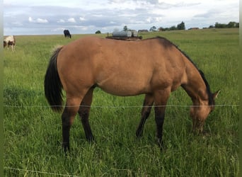 American Quarter Horse, Ogier, 1 Rok, 155 cm, Formy Brown Falb