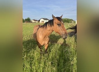 American Quarter Horse, Ogier, 1 Rok, 155 cm, Formy Brown Falb