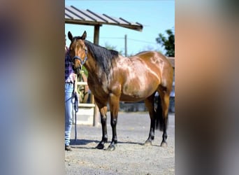 American Quarter Horse, Ogier, 1 Rok, 155 cm, Formy Brown Falb