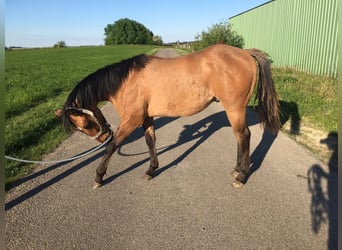 American Quarter Horse, Ogier, 1 Rok, 155 cm, Formy Brown Falb