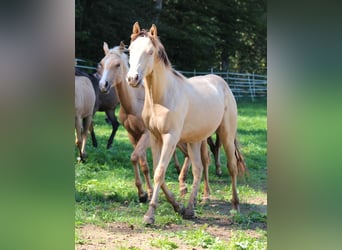 American Quarter Horse Mix, Ogier, 1 Rok, 155 cm, Szampańska