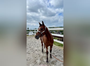 American Quarter Horse, Ogier, 1 Rok, 158 cm, Gniada