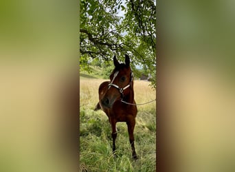 American Quarter Horse, Ogier, 1 Rok, 158 cm, Gniada