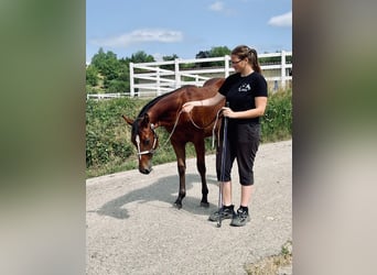 American Quarter Horse, Ogier, 1 Rok, 158 cm, Gniada