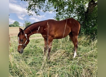 American Quarter Horse, Ogier, 1 Rok, 158 cm, Gniada