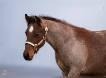 American Quarter Horse, Ogier, 1 Rok, 158 cm, Gniadodereszowata