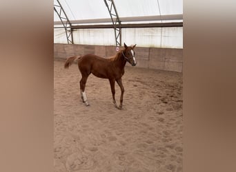 American Quarter Horse, Ogier, 1 Rok, 160 cm, Kasztanowata