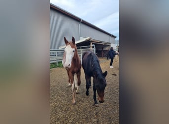 American Quarter Horse, Ogier, 1 Rok, 160 cm, Kasztanowata