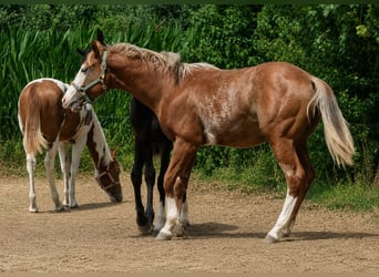 American Quarter Horse, Ogier, 1 Rok, 160 cm, Kasztanowata