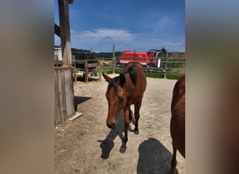 American Quarter Horse, Ogier, 1 Rok, Ciemnogniada