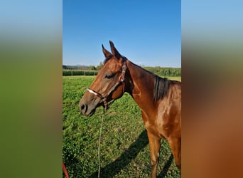 American Quarter Horse, Ogier, 1 Rok, Ciemnogniada