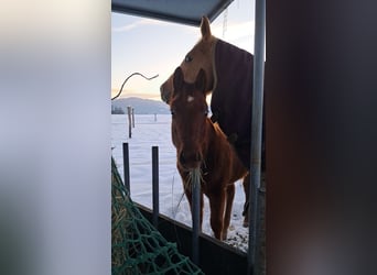 American Quarter Horse, Ogier, 1 Rok, Ciemnokasztanowata