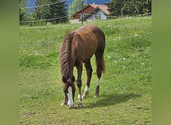 American Quarter Horse, Ogier, 1 Rok, Ciemnokasztanowata