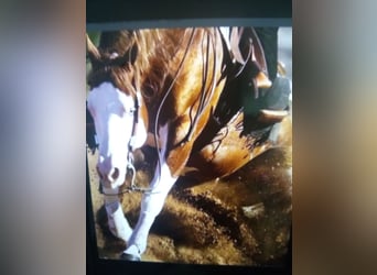 American Quarter Horse, Ogier, 1 Rok, Ciemnokasztanowata