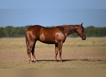 American Quarter Horse, Ogier, 1 Rok, Cisawa