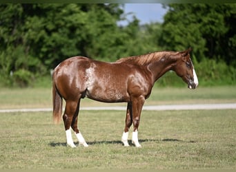 American Quarter Horse, Ogier, 1 Rok, Cisawa