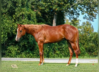 American Quarter Horse, Ogier, 1 Rok, Cisawa
