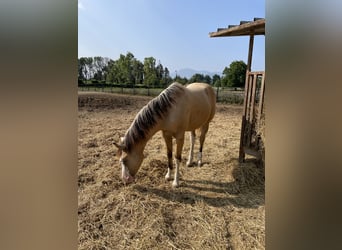 American Quarter Horse, Ogier, 1 Rok, Dunalino