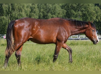 American Quarter Horse, Ogier, 1 Rok, Gniada