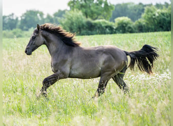 American Quarter Horse, Ogier, 1 Rok, Grullo