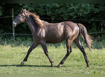 American Quarter Horse, Ogier, 1 Rok, Jelenia