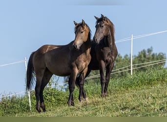 American Quarter Horse, Ogier, 1 Rok, Jelenia