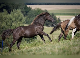 American Quarter Horse, Ogier, 1 Rok, Jelenia