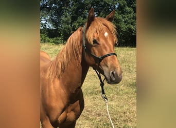 American Quarter Horse, Ogier, 1 Rok, Kasztanowata