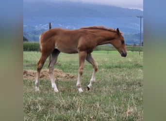 American Quarter Horse, Ogier, 1 Rok, Kasztanowata
