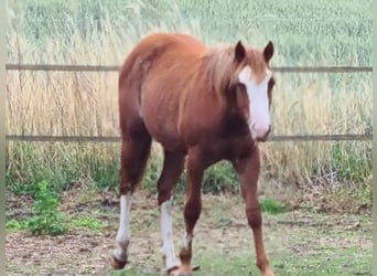American Quarter Horse, Ogier, 1 Rok, Rabicano